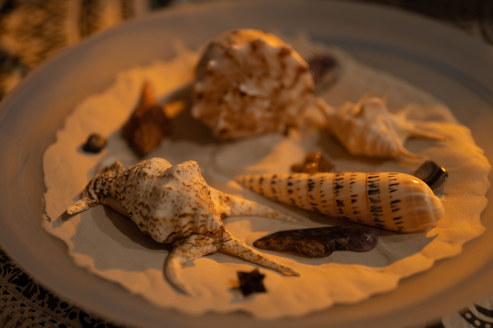 muschelspiralen muschelspiralen